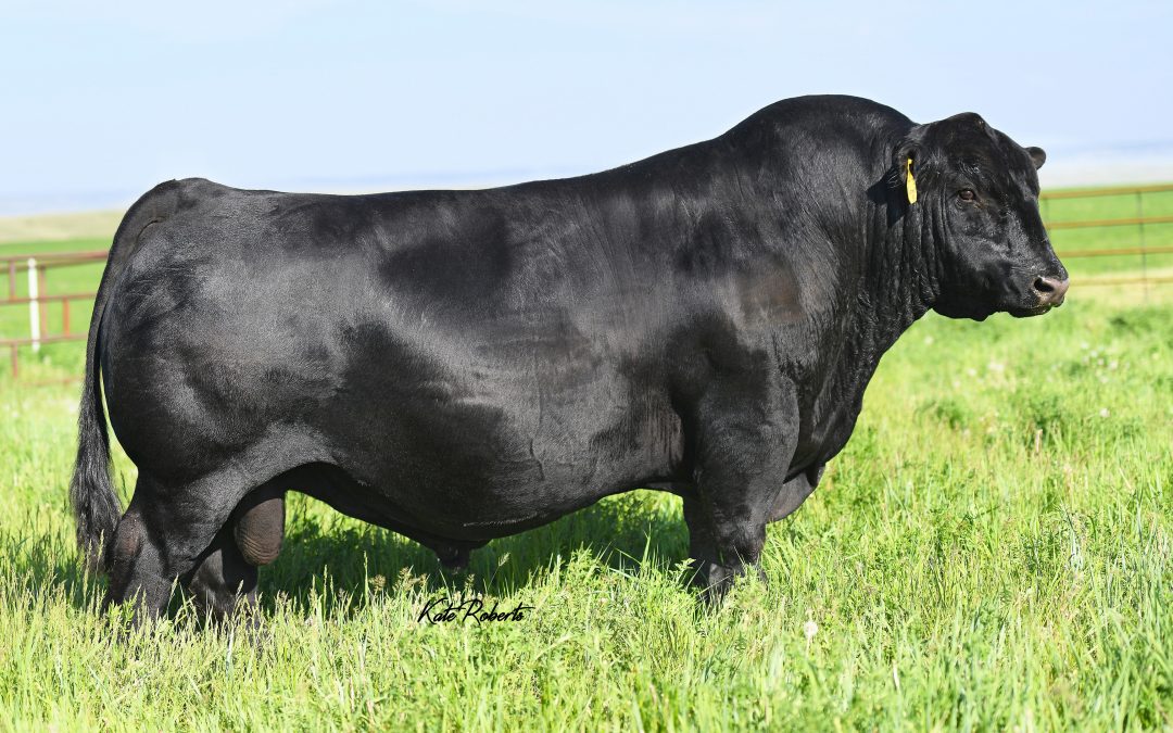 Angus Semen For Sale:  SB10-4533