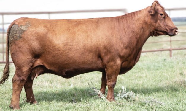 Red Angus Embryos For Sale:  SB10-2226