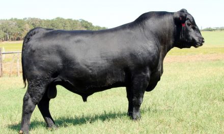 Angus Semen For Sale:  SB10-2212