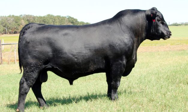 Angus Semen For Sale:  SB10-2212
