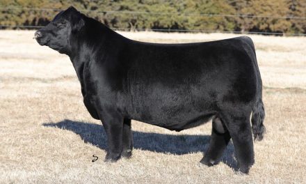 Simmental Semen For Sale:  SB10-2227