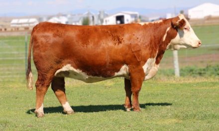 Hereford Embryos For Sale:  SB10-2247