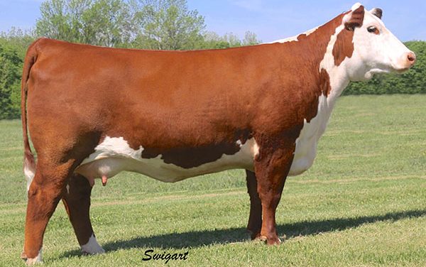 Hereford Embryos For Sale:  SB10-2246