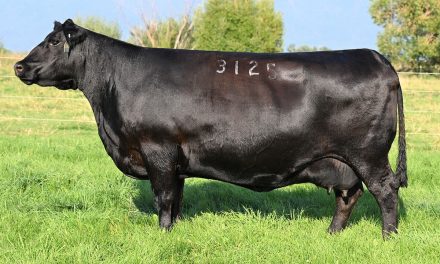 Angus Embryos For Sale:  SB10-3582