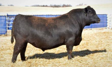 Angus Semen For Sale:  SB10-2266