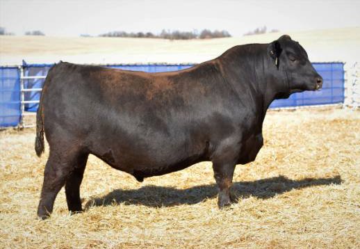 Angus Semen For Sale:  SB10-2266