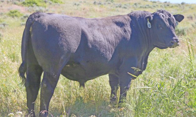 Angus Semen For Sale:  SB10-2252