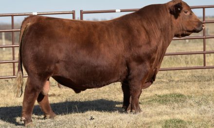 Red Angus Semen For Sale:  SB10-2241