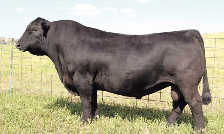 Angus Semen For Sale:  SB10-3003