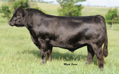Angus Semen For Sale:  SB10-2271