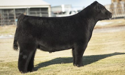 Club Calf Semen For Sale:  SB10-2272