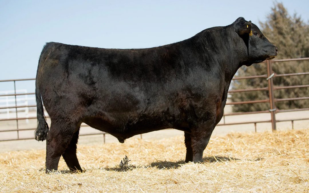 Angus Semen For Sale:  SB10-4806