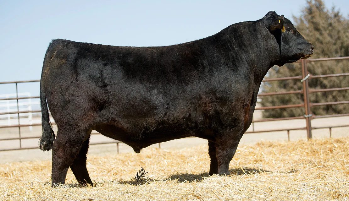 Angus Semen For Sale: SB10-2683