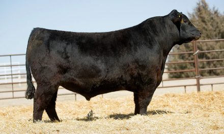 Angus Semen For Sale:  SB10-2889