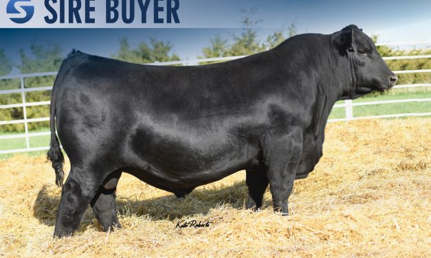 Angus Semen For Sale:  SB10-2242