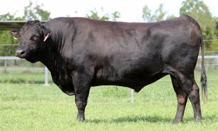 Wagyu Semen For Sale:  SB10-2232