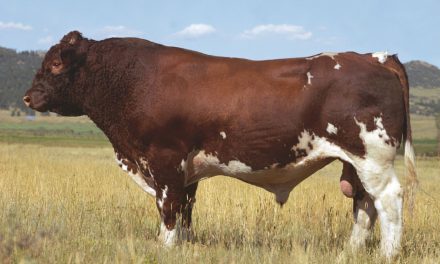Club Calf Semen For Sale:  SB10-2296
