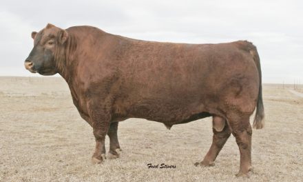 Red Angus Semen For Sale: SB10-3279