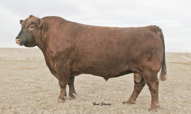 Red Angus Semen For Sale: SB10-3279