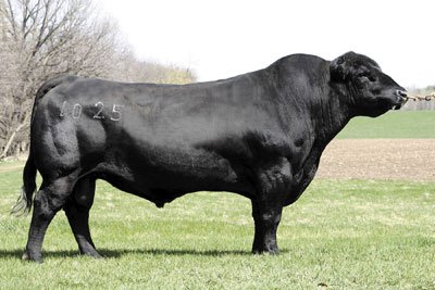 Angus Semen Wanted:  SB10-2285