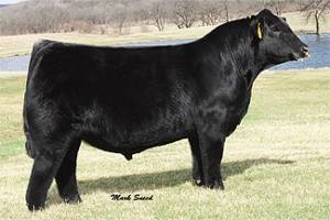 Simmental Semen For Sale:  SB10-2289