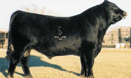 Angus Semen Wanted:  SB10-2284