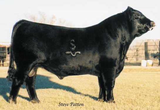 Angus Semen Wanted:  SB10-2284
