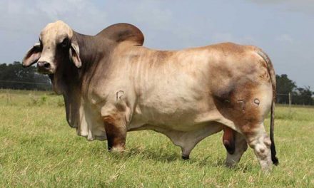 Brahman Semen For Sale:  SB10-2308