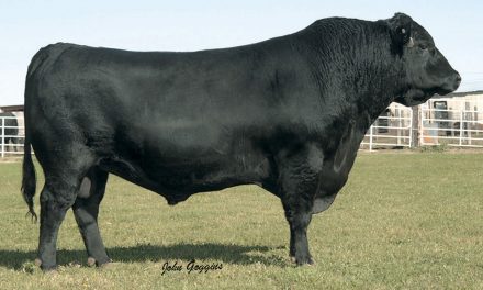 Angus Semen Wanted: SB10-2283