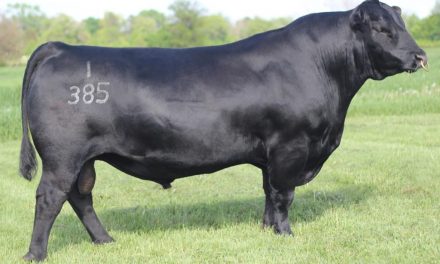 Angus Semen For Sale:  SB10-2912