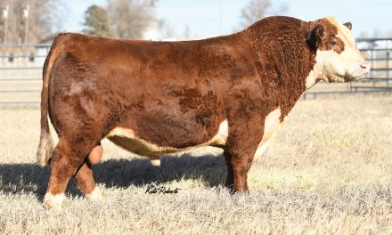 Hereford Semen For Sale:  SB10-2489