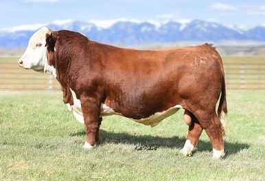 Hereford Semen For Sale:  SB10-2324