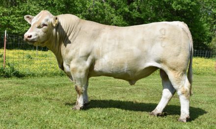 Charolais Semen For Sale:  SB10-2350