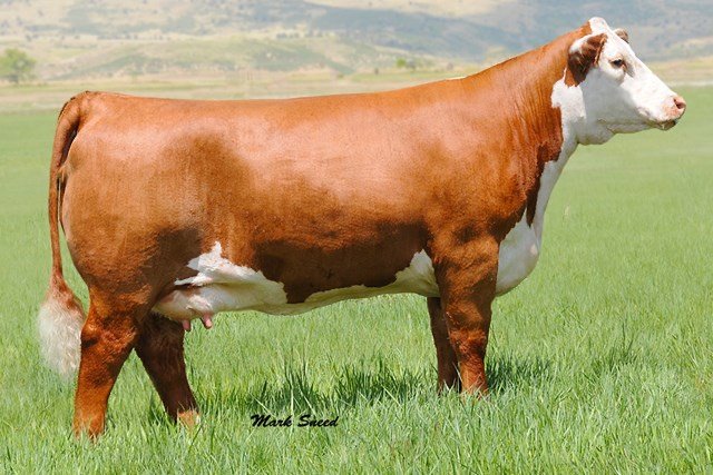 Purple Hard Candy donor, full sib to 4R x 95WA embryos