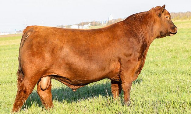 Red Angus Semen Wanted:  SB10-2336