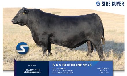 Angus Certificates For Sale:  SB10-4011