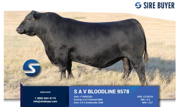 Angus Semen For Sale:  SB10-3483