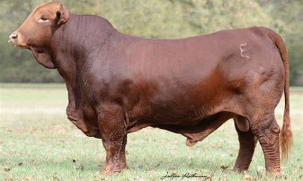 Beefmaster Semen For Sale:  SB10-2346