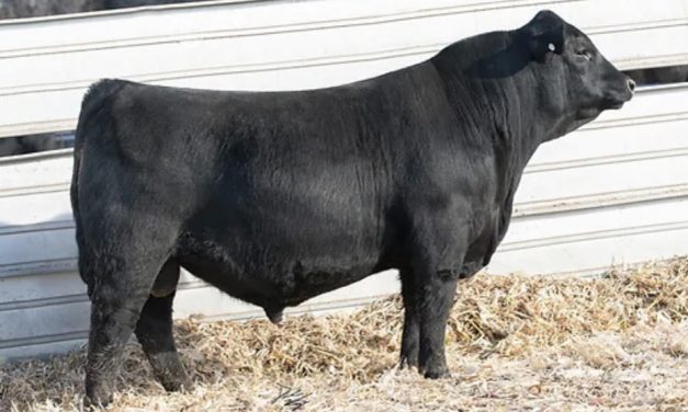 Angus Semen For Sale:  SB10-2314