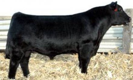 Angus Semen For Sale:  SB10-2347