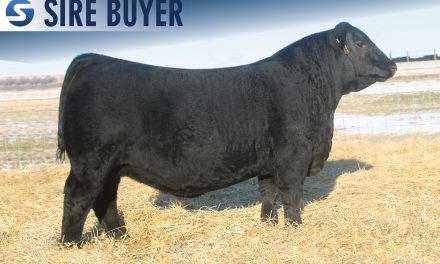Angus Semen For Sale:  SB10-3300
