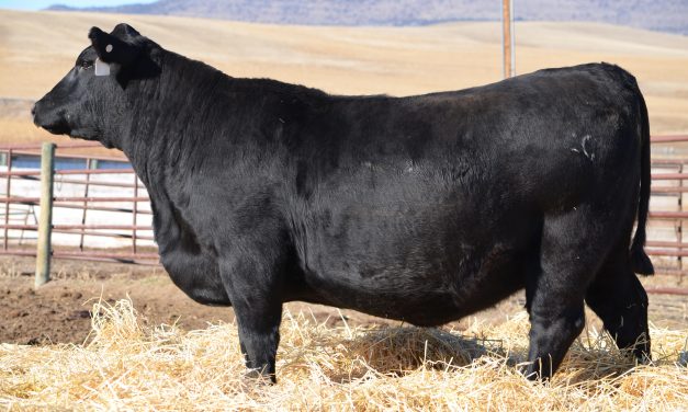 Angus Embryos For Sale:  SB10-2312