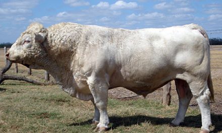 Charolais Embryos For Sale:  SB10-2380