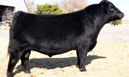 Angus Semen For Sale:  SB10-2382