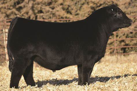 Simmental Semen For Sale: SB10-2362