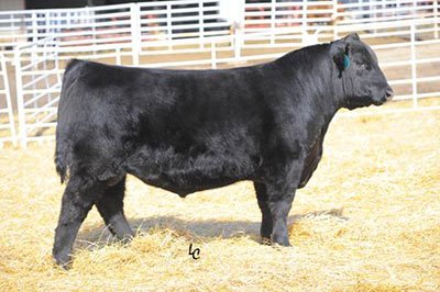 Musgrave Stunner 316