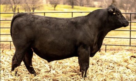 Angus Semen For Sale:  SB10-2359