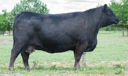 Angus Embryos For Sale:  SB10-2405
