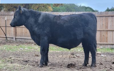 Angus Semen For Sale:  SB10-2409