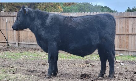 Angus Semen For Sale:  SB10-2409